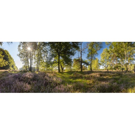 Fotowand bloeiende heide langs bosrand met zonsopgang