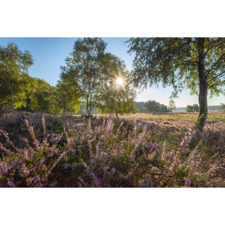 Fotowand bestellen Bloeiende Paarse heide met zonsopgang